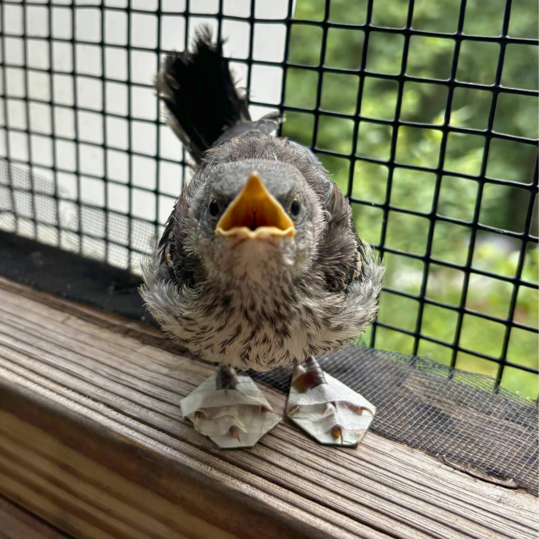 A Northern Mockingbird fledgling stands on a wooden sill with two plastic and medical tape shoes, one on each foot, to correct its foot posture.