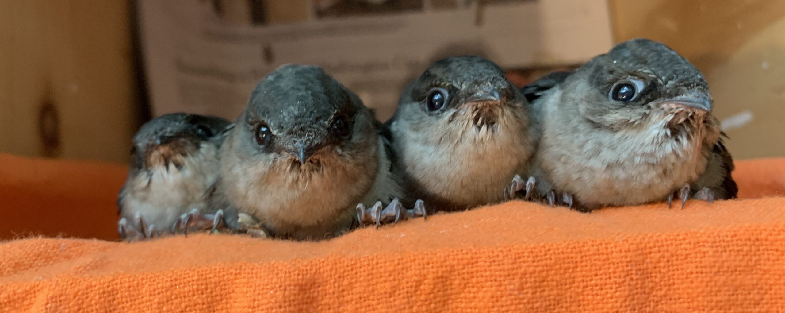 Four nestling Chimney Swifts peer up at the camera while hanging from an orange fleece.