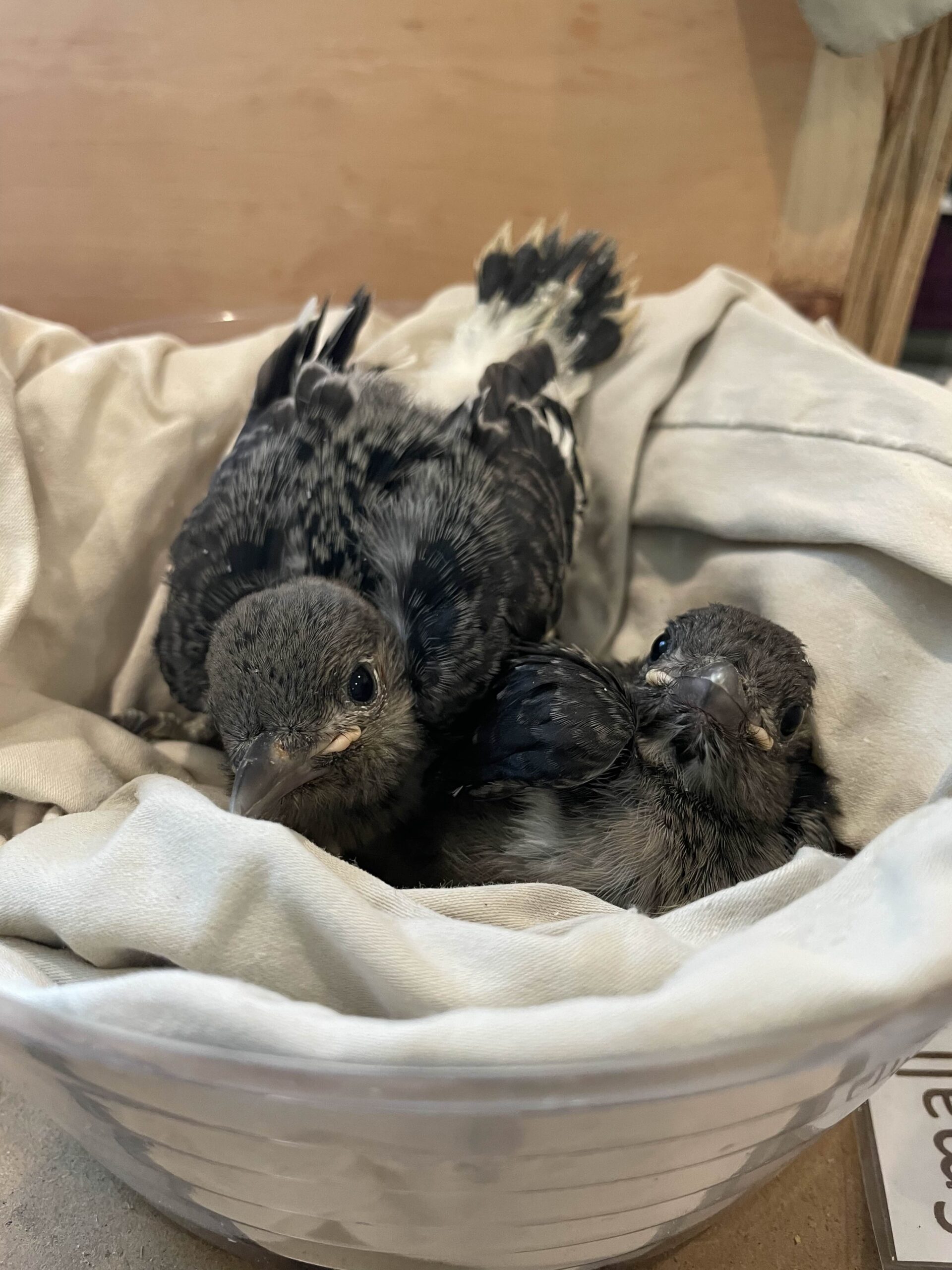 Two nestling red-headed woodpeckers sit in a cloth-lined nest inside the nursery at RWS. They look up at the camera.