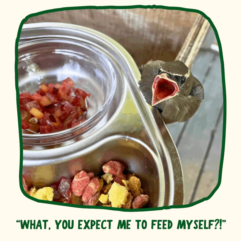A fledgling Cedar Waxwing perches on the side of a food bowl inside the RWS flight enclosure and looks up at the camera, mouth open for food. It's directly next to a bowl of fruit pieces. Green text under the photo says, "What, you expect me to feed myself?" as if the waxwing were saying that.