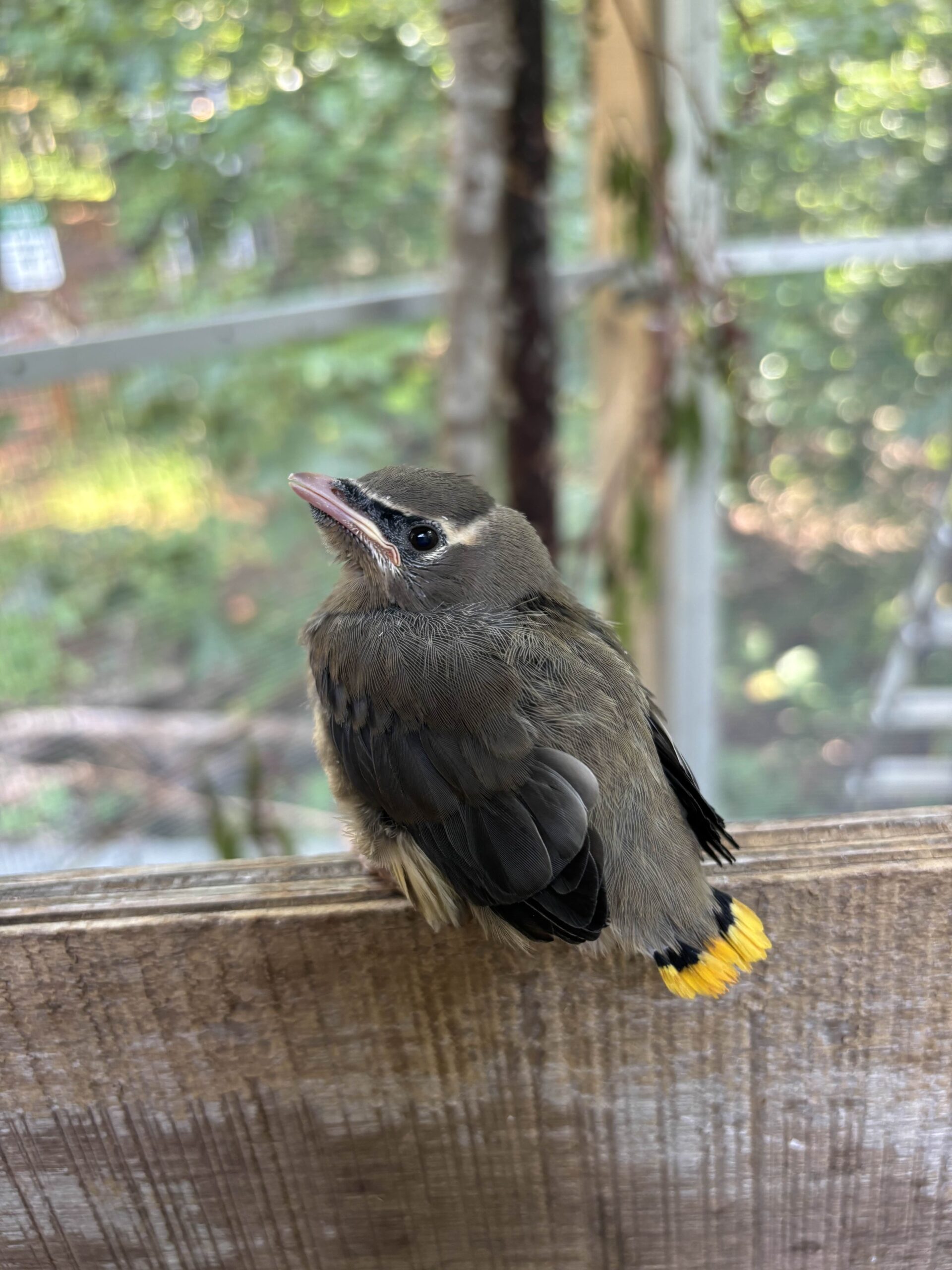 A fledgling Cedar Waxwing perches on a wooden slab, looking back at the camera.