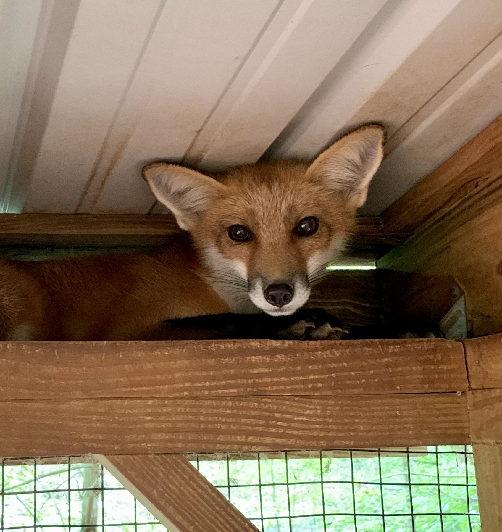 A juvenile red fox kit looks down at the camera from atop a perch inside an enclosure at RWS.