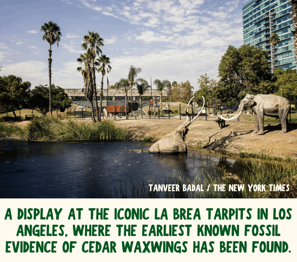 Two model mammoths are shown exiting the La Brea tar pits outside of the La Brea Tar Pits museum in Los Angeles. The photo was taken by Tanveer Badal for the New York Times. 