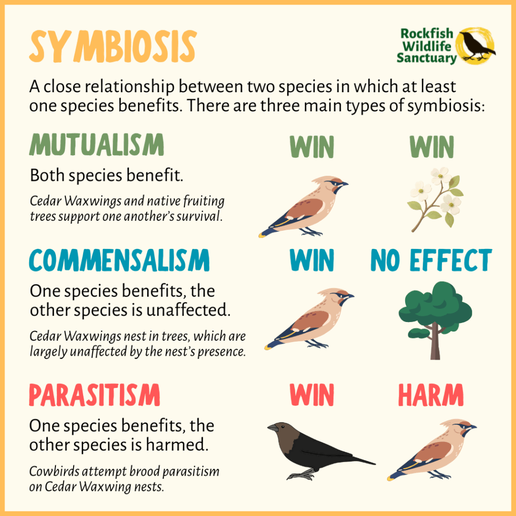A chart illustrating symobiotic relationships, focusing on mutualism, commensalism, and parasitism. 