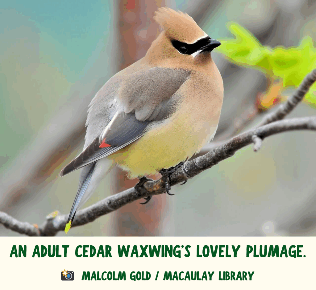 An adult Cedar Waxwing with silky brown plumage, a yellow bellow, and bright red wing tips. Green text says "An adult Cedar Waxwing's lovely plumage." Photo credits are written to Malcolm Gold & Macaulay Library.