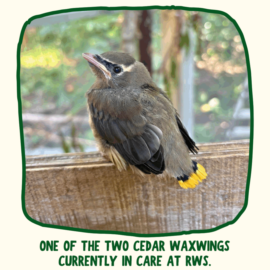 A fledgling Cedar Waxwing perches on a wooden slab while looking back at the camera. It has yellow tail tips already and a black mask around its eyes. 