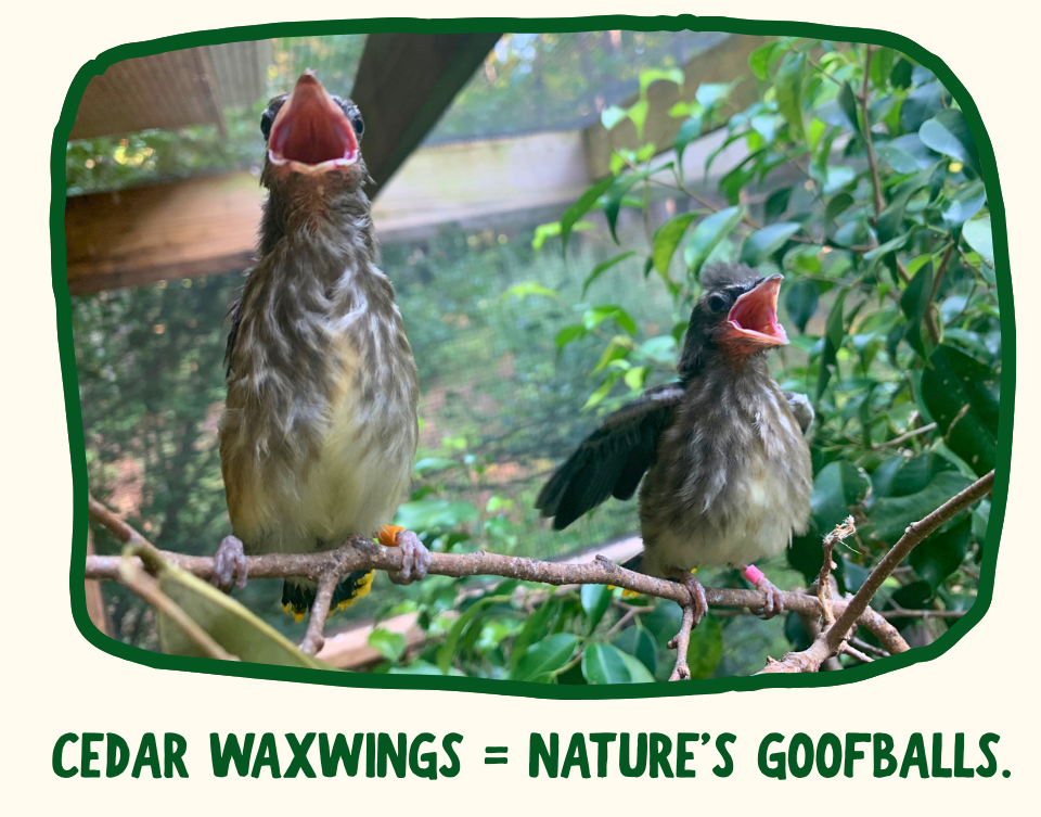 Two Cedar Waxwings perch on a branch in the RWS flight enclosure. One has its wings pressed against its body and its body is outstretched, very goofily. Green text below says "Cedar Waxwings = nature's goofballs."