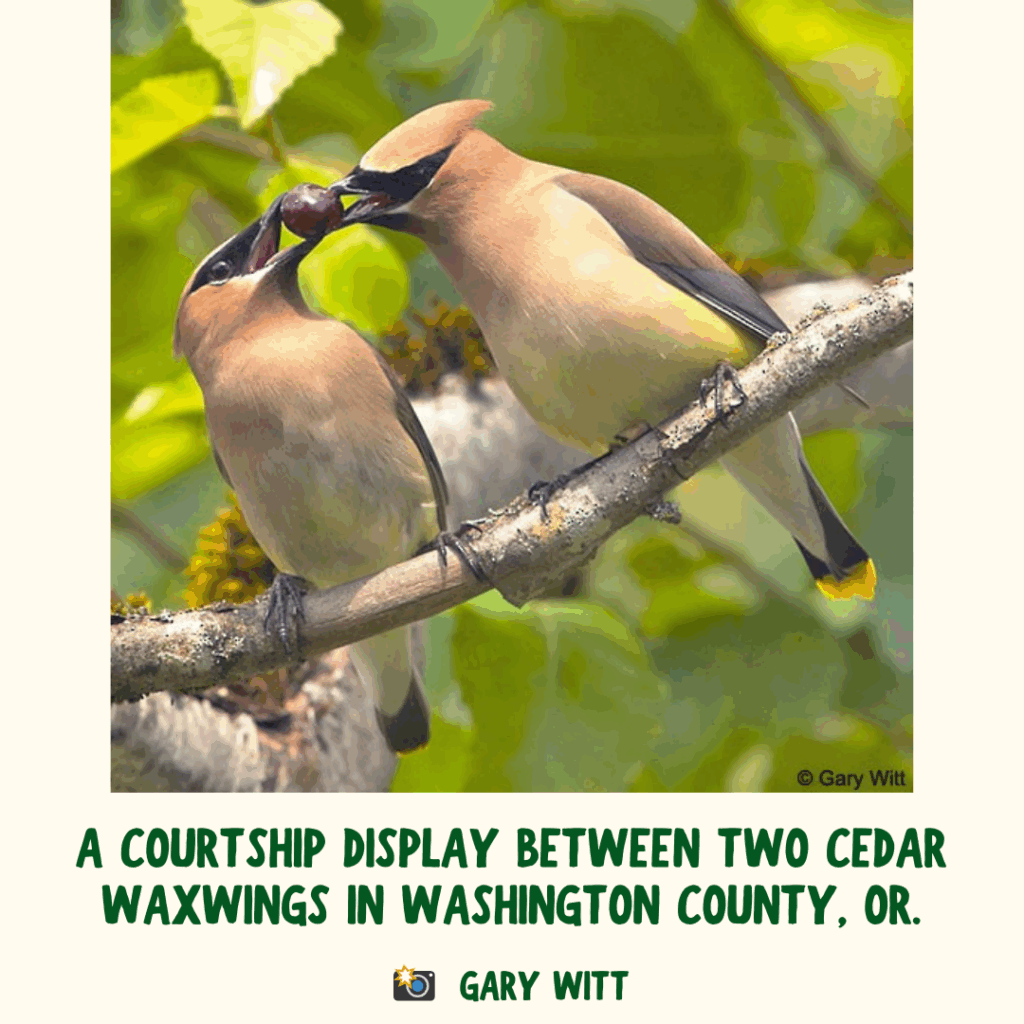 Two adult Cedar Waxwings perch on a branch and pass a berry between their beaks. Green text says "A courtship display between two Cedar Waxwings in Washington County, OR" with photo credits to Gary Witt.