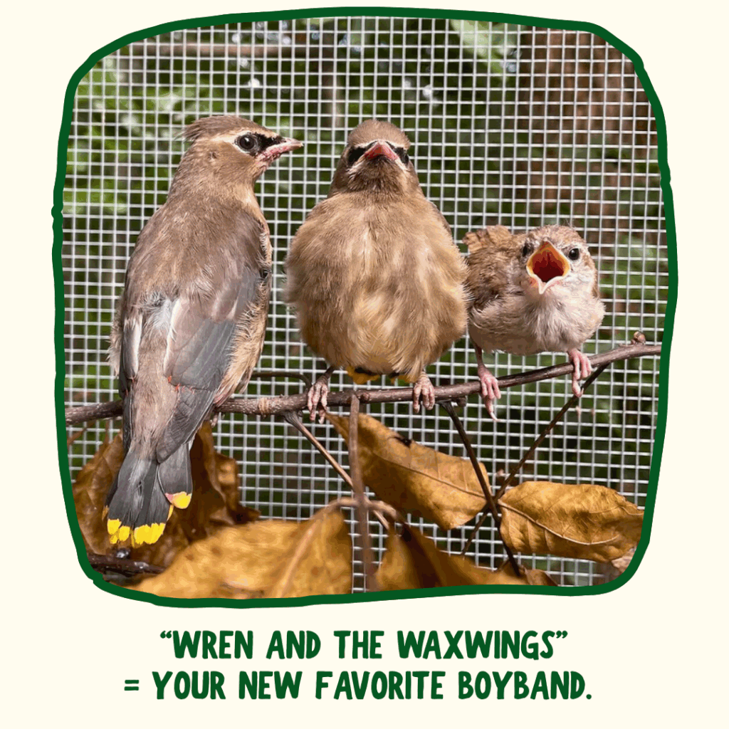 Two Cedar Waxwings and one Carolina Wren perch and look at the camera inside the RWS flight cage. The wren's beak is open at the camera. Green text underneath says "Wren and the Waxwings" = Your new favorite boyband." 