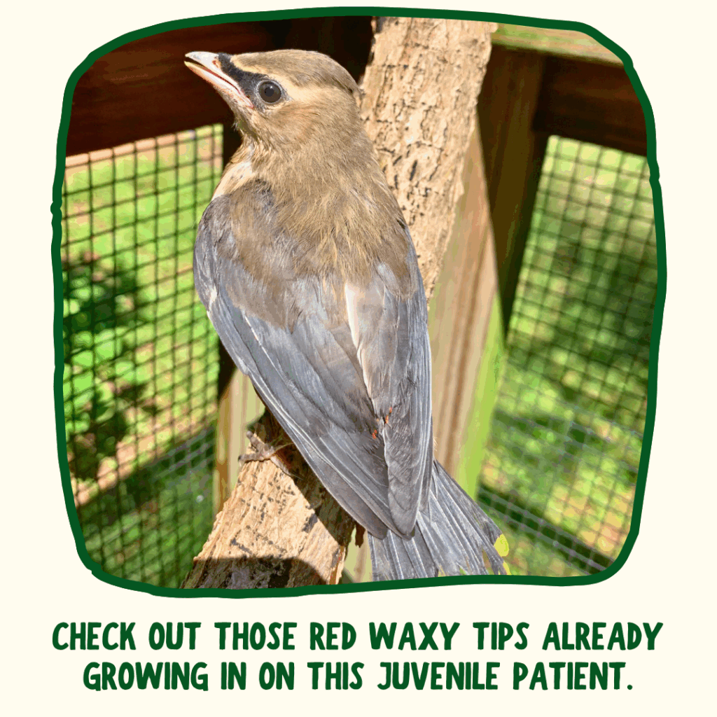 A fledgling Cedar Waxwing perches on a branch facing away from the camera. Tiny red tips are visible growing at the end of his wings.