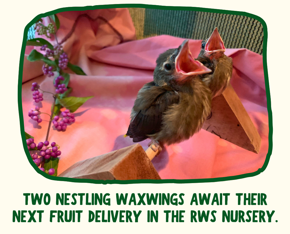 Two nestling Cedar Waxwings perch on a small wooden dowel inside the RWS nursery. Their mouths are both open and face upwards, expecting food.