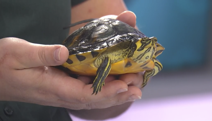 Yellow-bellied Slider education ambassador on CBS19