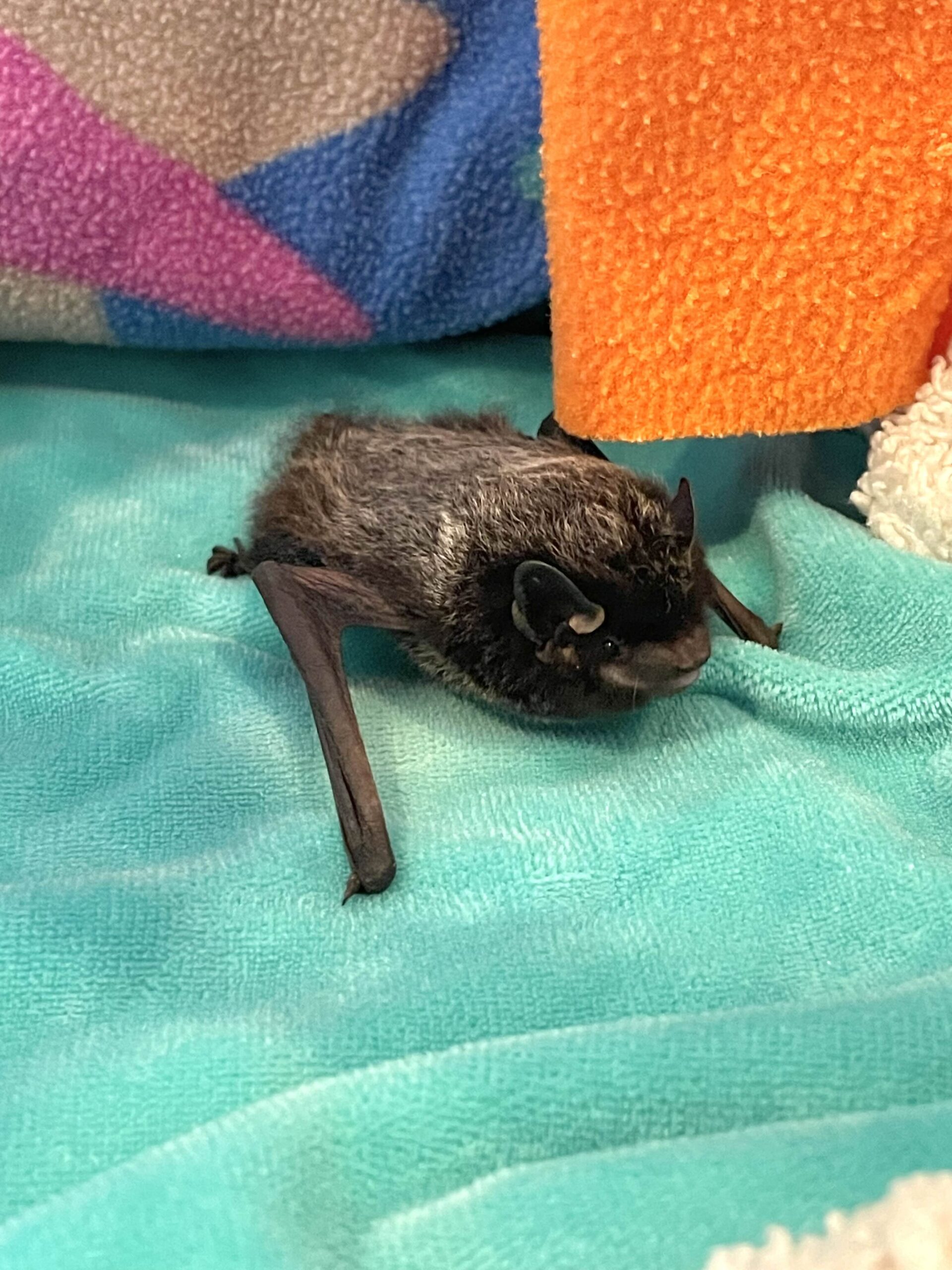A silver-haired bat lays flat on a teal fleece, looking at the camera.