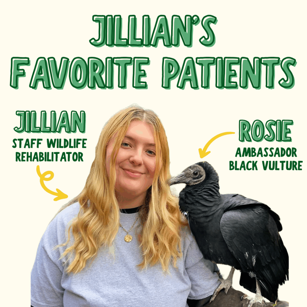 A photo of a young woman with blonde hair and a gray t-shirt. She wears a leather glove and a live Black Vulture perches on the glove. Green text at the top says "Jillian's Favorite Patients" and arrows label Jillian as the staff wildlife rehabilitator shown and Rosie as the ambassador black vulture shown.