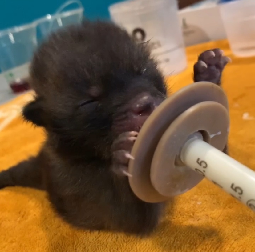 Orphaned red fox kit drinks formula from a syringe